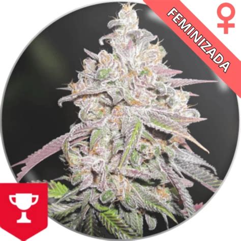 chanel kush|medical seeds channel plus.